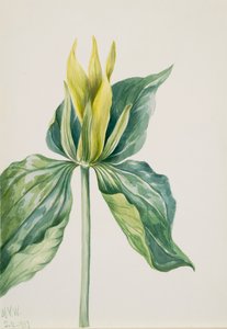 Wake-Robin Trillium underwoodii