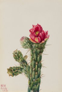 Wandelnder Cholla (Opuntia imbricata) von Mary Vaux Walcott