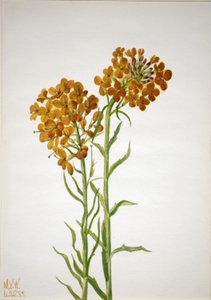 Goldlack (Erysimum wheeleri) von Mary Vaux Walcott