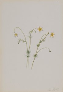 Wasser-Hahnenfuß (Batrachium trichophyllum)