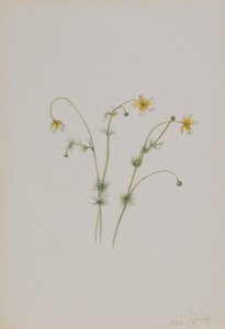Wasserhahnenfuß Batrachium trichophyllum