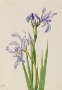 Westliche Blaue Flagge (Iris missouriensis) von Mary Vaux Walcott