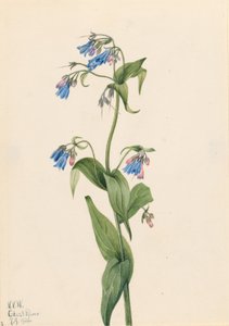 Westliche Glockenblumen (Mertensia paniculata)