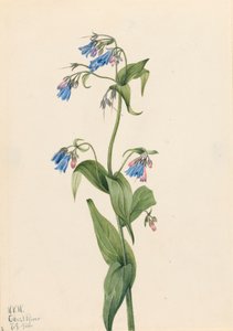 Westliche Glockenblumen Mertensia paniculata, 1920