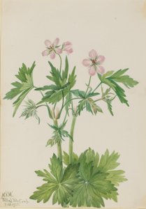 Westlicher Storchschnabel (Geranium viscosissimum)