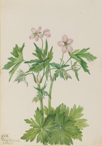 Westlicher Storchschnabel (Geranium viscosissimum)