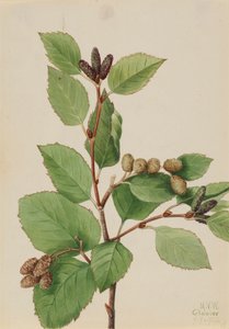 Westliche Grüne Erle Alnus sinuata