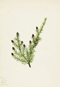 Westliche Hemlocktanne (Tsuga heterophylla)