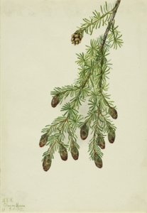 Westliche Hemlocktanne (Tsuga heterophylla), 1923