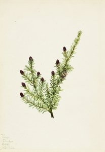 Westliche Hemlocktanne Tsuga heterophylla