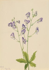 Westlicher Eisenhut Aconitum columbianum, 1933
