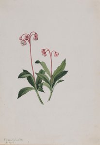 Westliche Pipsissewa (Chimaphila umbellata) von Mary Vaux Walcott