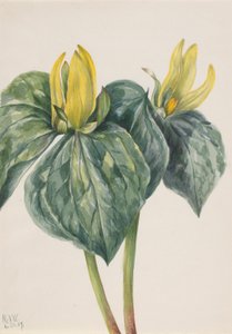 Peitschenwindenblume (Trillium hugeri)