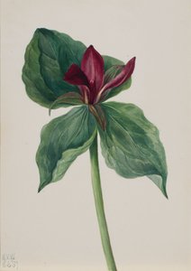 Whippoorwill Blume Trillium H., 1937