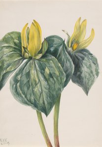 Whippoorwill Blume Trillium hugeri, 1937