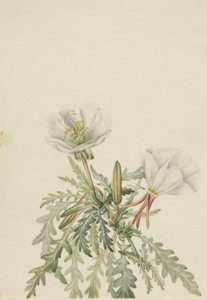 Weiße Morgenrose (Pachyloplus marginatus) von Mary Vaux Walcott