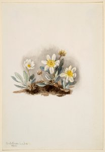 Weiße Dryade (Dryas octopetala) von Mary Vaux Walcott