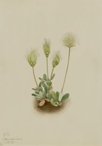 Weiße Dryade (Dryas octopetala) von Mary Vaux Walcott