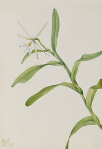 Weißes Epidendrum (Epidendrum nocturnum) von Mary Vaux Walcott