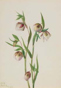 Weißer Feenlaterne (Calochortus albus)