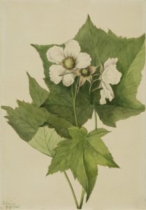 Weiße blühende Himbeere Rubus parviflorus von Mary Vaux Walcott