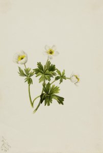 Weiße Trollblume (Trollius albiflorus) von Mary Vaux Walcott