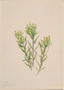 Weiße Indianer-Pinselblume (Castilleja occidentalis) von Mary Vaux Walcott