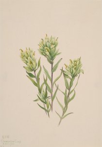 Weiße Indianer-Pinselblume Castilleja occidentalis