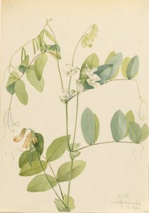 Weiße Platterbse (Lathyrus ochroleucus) von Mary Vaux Walcott