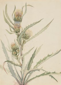 Weiße Distel (Cirsium hookeranum) von Mary Vaux Walcott