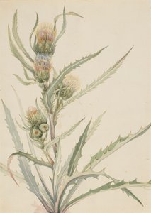 Weiße Distel Cirsium hookeranum, n.d.