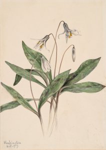 Weiße Forellenlilie Erythronium albidum, 1919