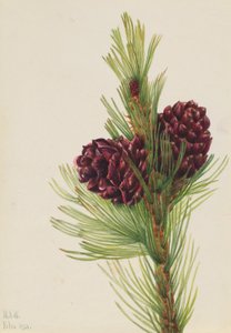 Weißrinden-Kiefer (Pinus albicaulis)