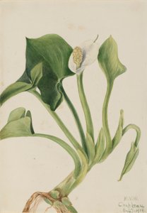 Wilde Calla (Calla palustris) von Mary Vaux Walcott