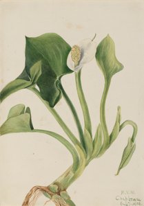 Wilde Calla (Calla palustris), 1919 von Mary Vaux Walcott