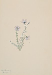 Wilder Flachs Linum lewisii, 1919 von Mary Vaux Walcott