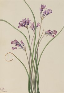 Wilde Hyazinthe Brodiaea pulchella, 1927