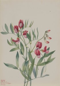 Wilde Erbse Lathyrus decaphyllus, 1938