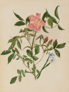 Wildrose und Blauäugiges Gras Rosa-Arten und Sisyrinchium-Arten von Mary Vaux Walcott