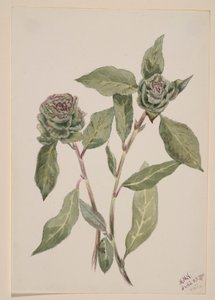 Weide (Salix) von Mary Vaux Walcott