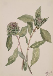 Weide Salix, 1900 von Mary Vaux Walcott