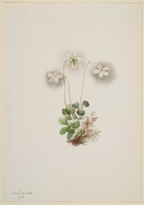 Waldnymphe (Moneses uniflora) von Mary Vaux Walcott