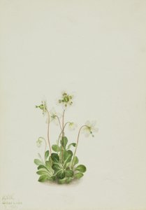 Waldnymphe (Moneses uniflora) von Mary Vaux Walcott