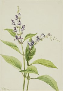 Holz-Schädelkappe Scutellaria serrata