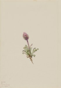 Wolliger Flohblume (Erigeron lanatus) von Mary Vaux Walcott