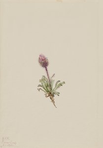 Wolliges Berufkraut Erigeron lanatus, 1921 von Mary Vaux Walcott