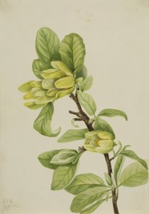 Gelber Gurkenbaum (Magnolia cordata) von Mary Vaux Walcott
