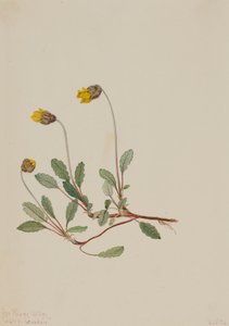 Gelbe Dryade Dryas drummondii, 1904