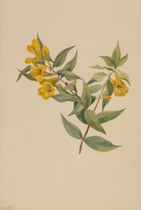 Gelber Jessamin Gelsemium sempervirens, 1905
