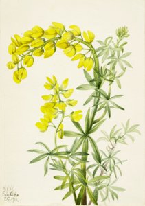 Gelber Lupine (Lupinis arboreus) von Mary Vaux Walcott